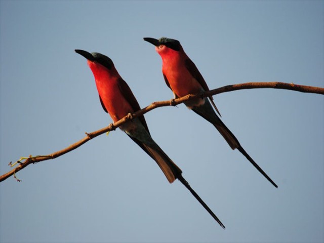 Fantastic birding