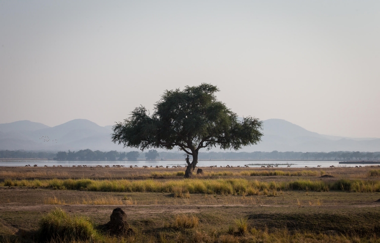 Views of the Zambezi River flood plains