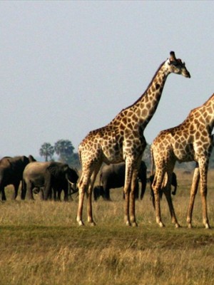 Chobe adventures plus a Victoria Falls safari activity, both at a special discount
