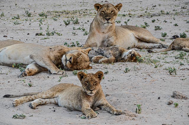 Lions in Chobe