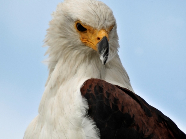 Birding on the Chobe River - Chobe Princess Houseboat, Namibia