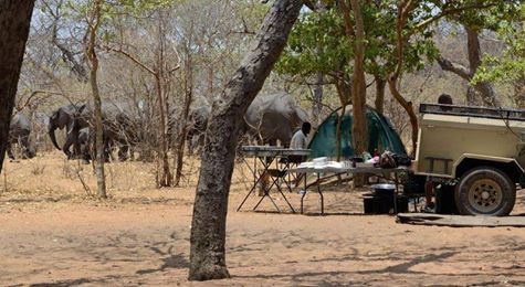 Elephants by the campsite - Chobe National Park, Botswana