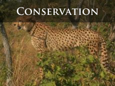 Conservation issues in Victoria Falls and the surrounding area