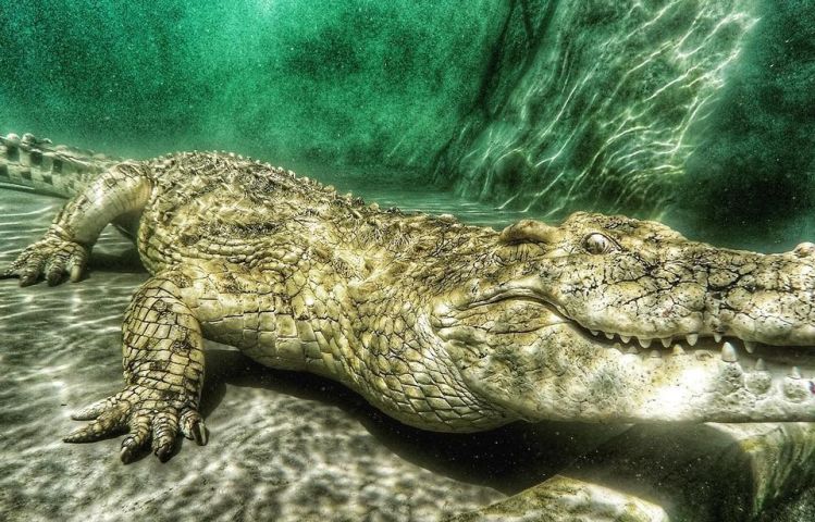 The ancient Nile Crocodile