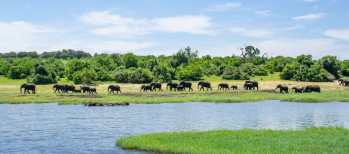 Chobe - land of elephants