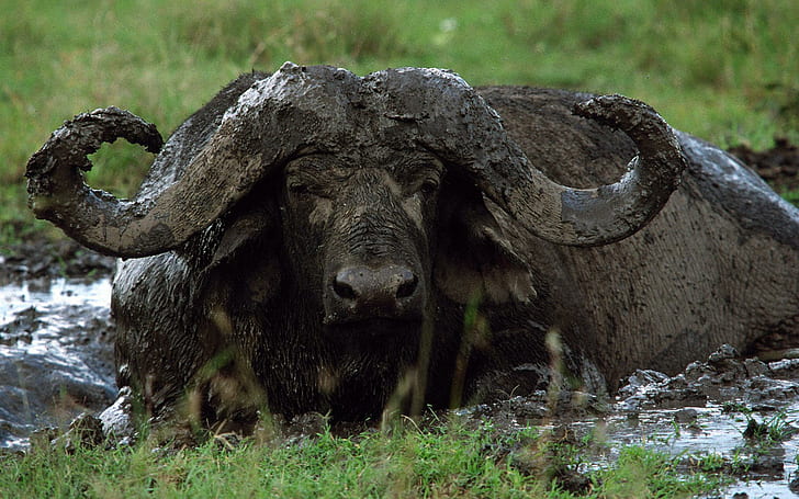 The Big Five - Buffalo