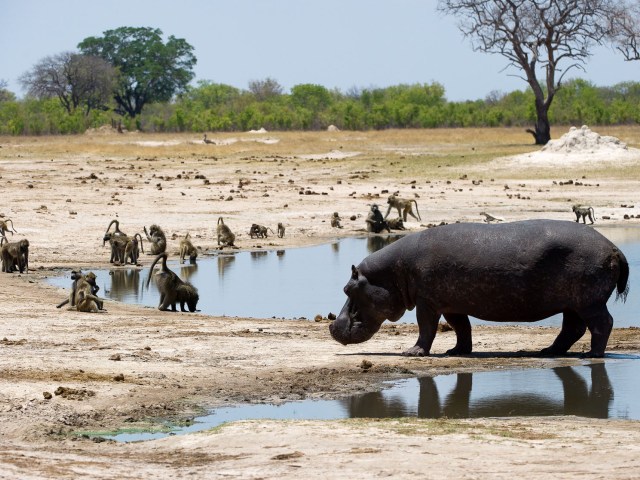 Monkey business at the waterhole