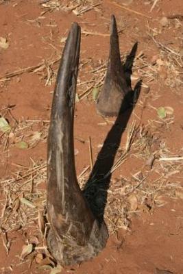 Rhino Horns (Courtesy IAPF)