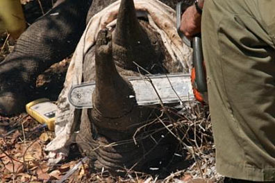 De-Horning Rhino ( Courtesy IAPF)