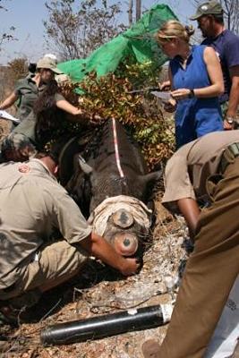 De-Horning Rhino ( Courtesy IAPF)