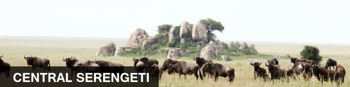 Destination Central Serengeti, Tanzania