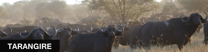 Destination Tarangire National Park, Zimbabwe