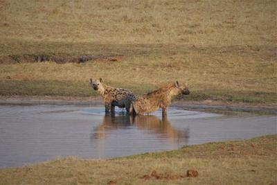 Hyena cooling off in the water in Chamabonda