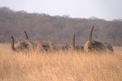 Elephants in the Chamabonda area