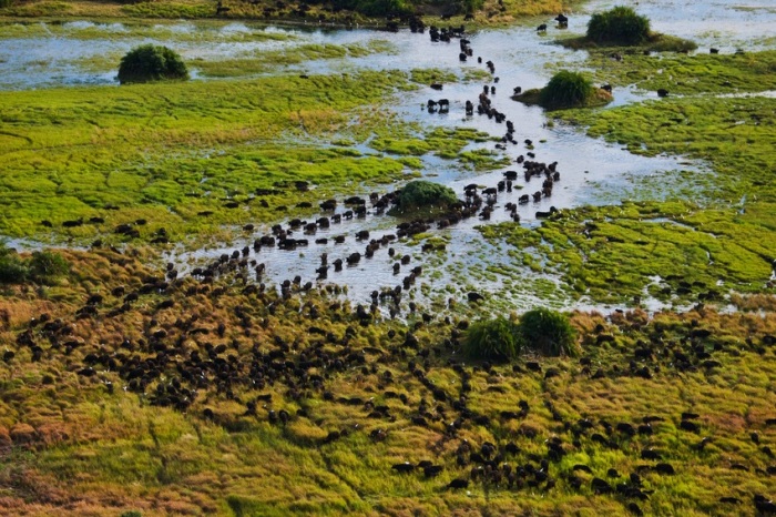 Elephants crossing in the delta