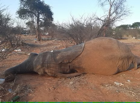 African elephant dead from eating plastic waste - Ele Collection Victoria Falls