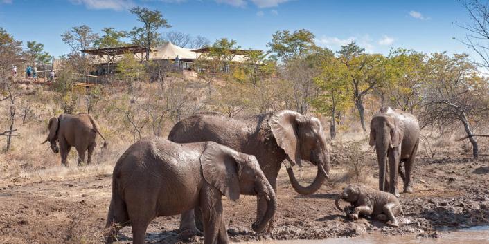 Elephant Camp Luxury Bush Accommodation In Victoria Falls