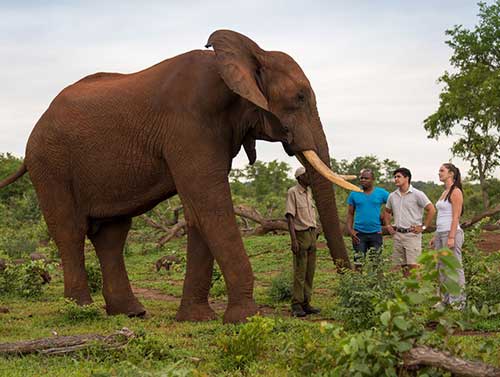 Elephant encounter