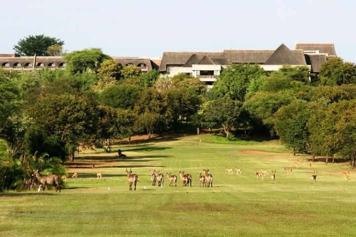 Kudu and waterbuck on the golf course