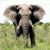 Compare safari areas near Victoria Falls, Zimbabwe - Chobe, Hwange, Zambezi National parks