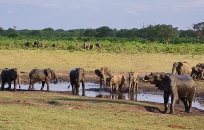 Elephants in Chamabonda