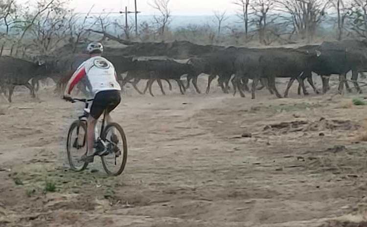 Cyclist in Victoria Falls (Zimbabwe) encounters a large herd of buffalo