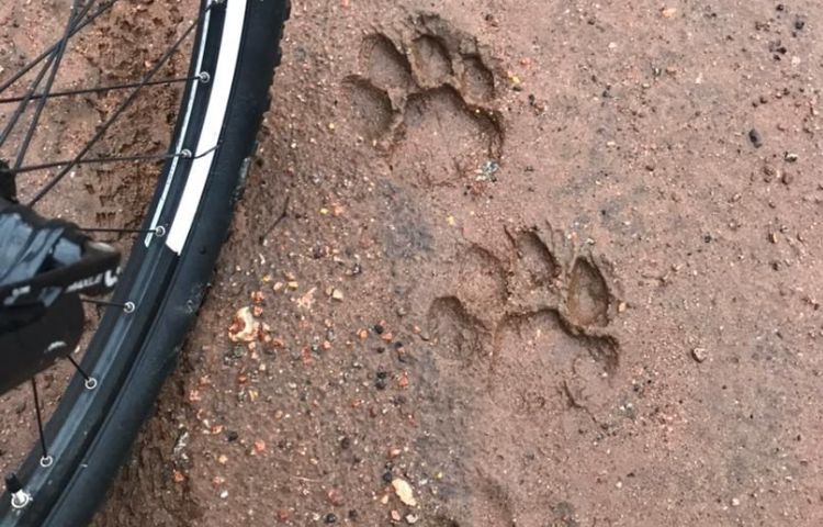 Wild spore in Victoria Falls, Zimbabwe