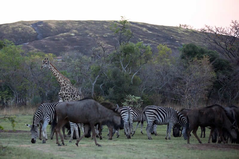 Farmhouse Matopos wildebeest, zebra and giraffe see on the bush walk activity