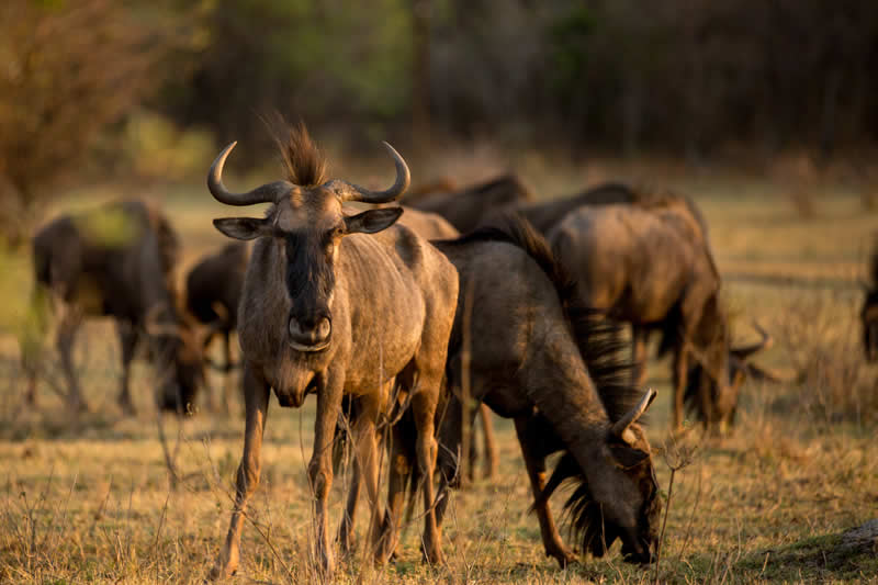 Farmhouse Matopos wildebeeste seen on a game drive