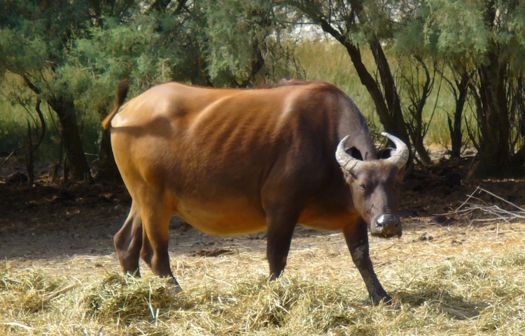 African Buffalo - fearsome member the Five