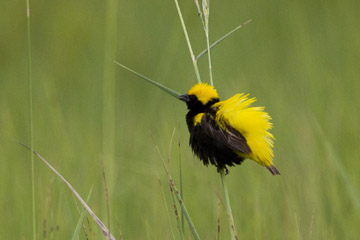 Yellow crowned Bishop