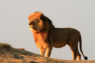 Jericho The Lion; Credit Chris Collyer