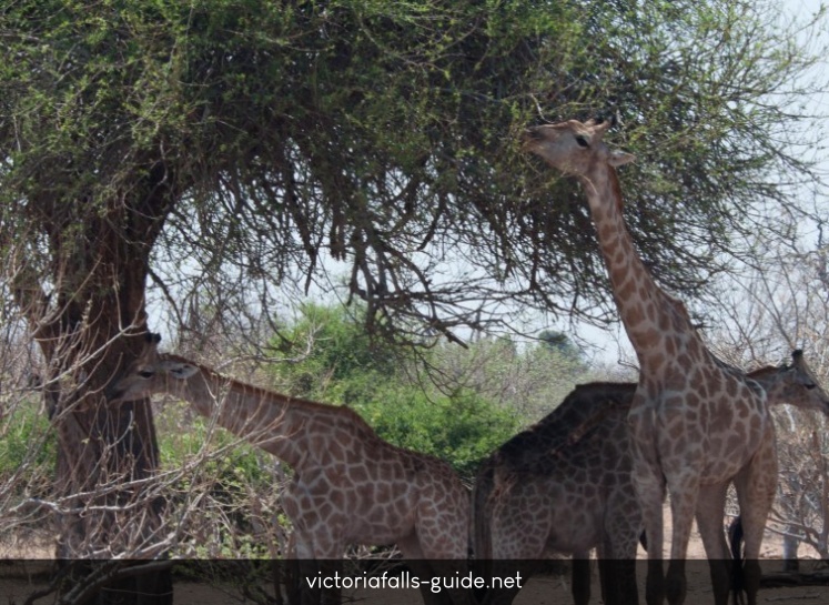 Giraffe feeding from the high branches