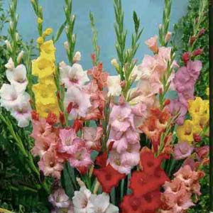 Gladiolus Primulinus
