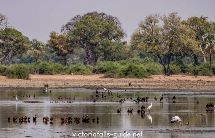 Extensive bird species in Gonarezhou National Park - Victoria Falls Guide