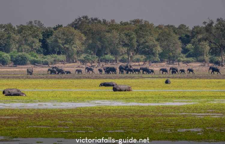 Gonarezhou National Park has large herds of elephants