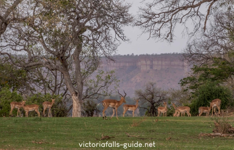 Wildlife in Gonarezhou National Park - Victoria Falls Guide