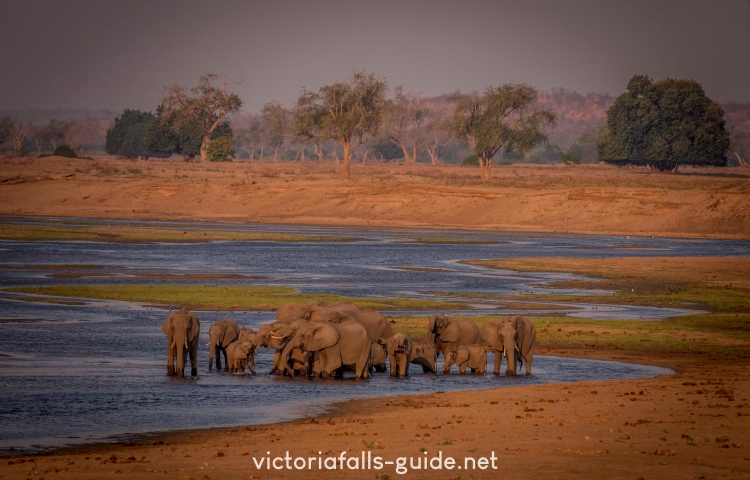 Great game viewing in Gonarezhou place of elephants
