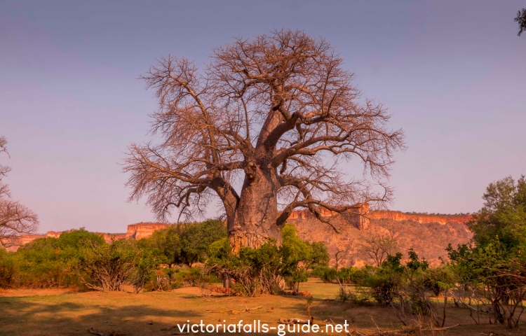 Large baobab trees in Gonarezhou National Park - Victoria Falls Guide