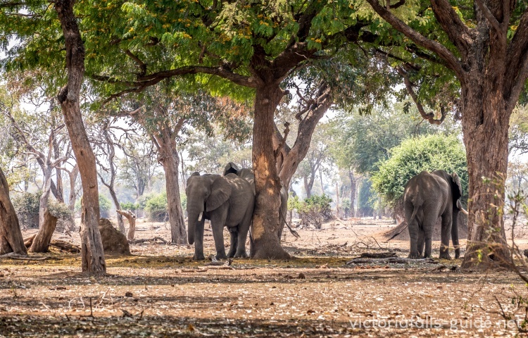 Elephants of Gonarezhou National Park, Zimbabwe