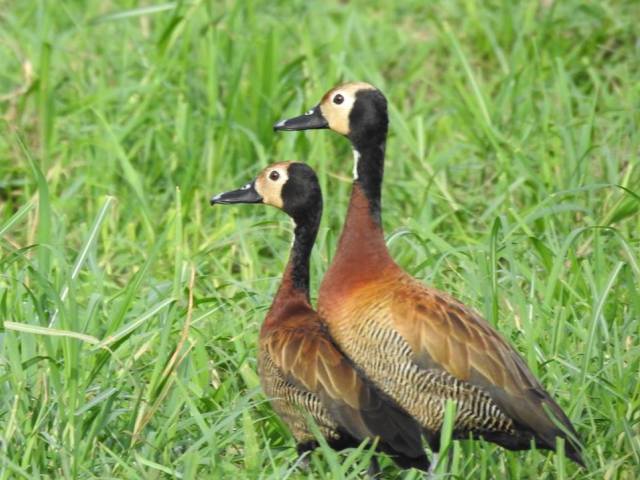 Zambezi National Park birding