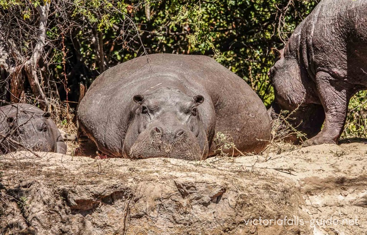 Hippo near the water's edge, seen on a river cruise on the Zambezi River