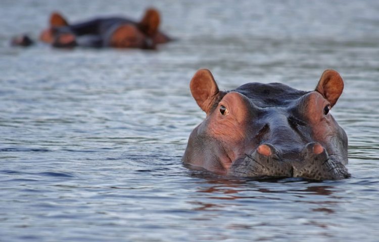 Hippos Don't Eat Fish