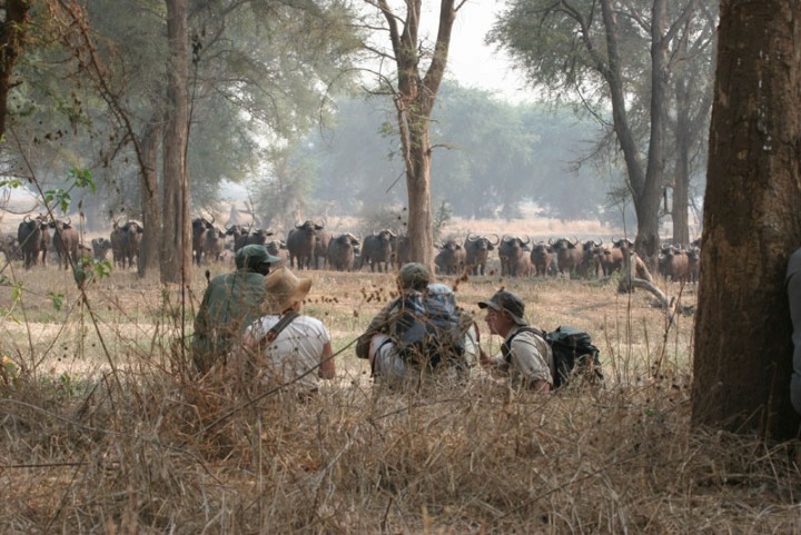 Guided bush walks in Hwange