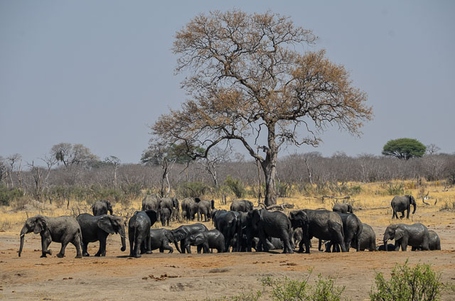 Hwange elephants at the waterhole