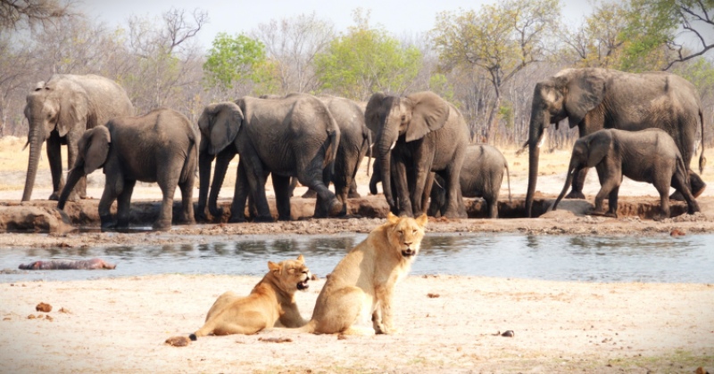 Elephants and lion gathering at the Hwange waterhole during the dry season