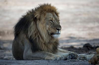 Lions seen at Ngweshla (IMAGE CREDITS DAVID DELL)