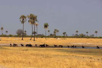 Roan antelope at the pan (IMAGE CREDITS DAVID DELL)