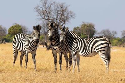 Zebra grazing near the pan (IMAGE CREDITS DAVID DELL)