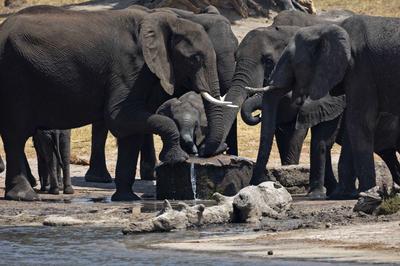 Elephants at the pan (IMAGE CREDITS DAVID DELL)